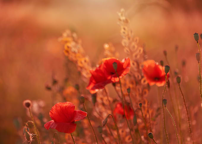 Red Poppies in Warm Light, Summer Meadow