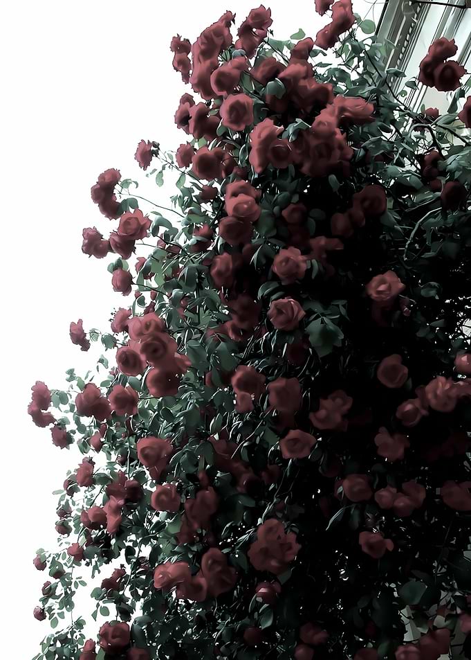 Red roses