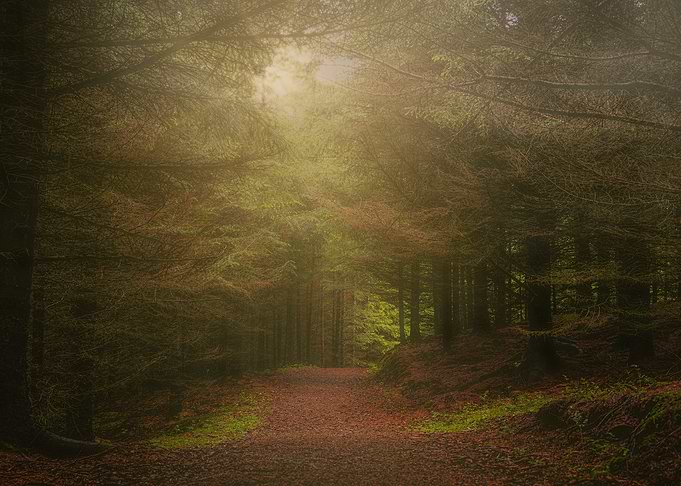 Misty Forest Path