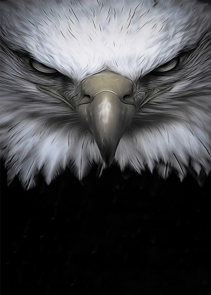 Eagle Portrait with Intense Gaze
