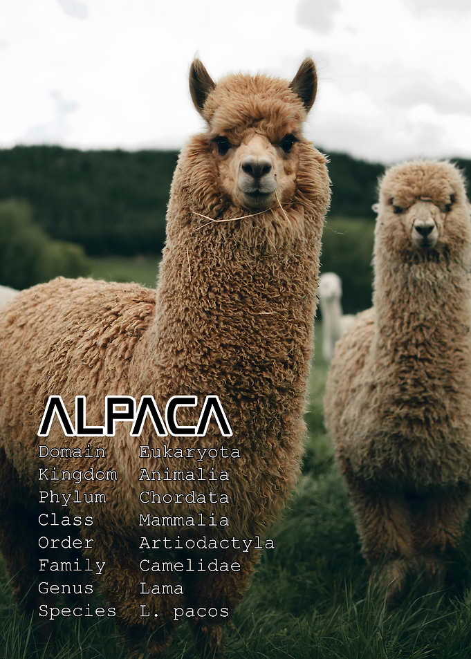 Alpaca Portrait with Taxonomy Information