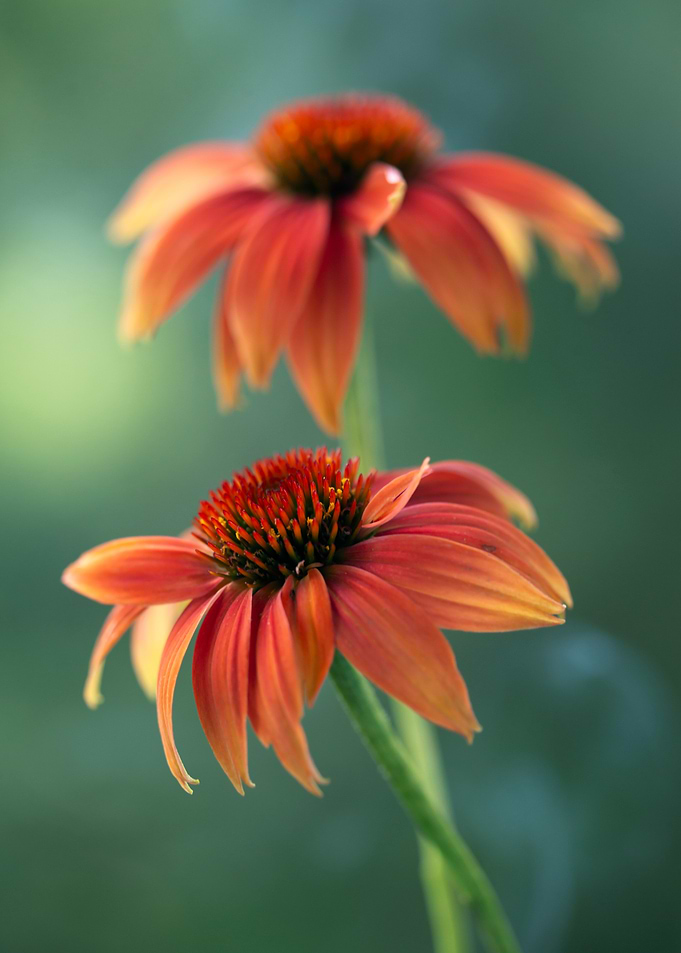 Two Orange Coneflowers