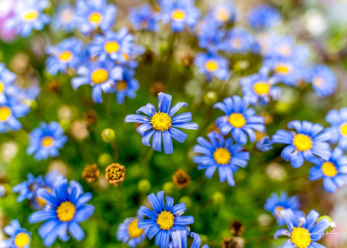 Blue Daisies with Yellow Centers