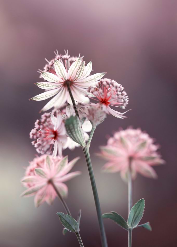 Astrantia Flowers in Soft Focus