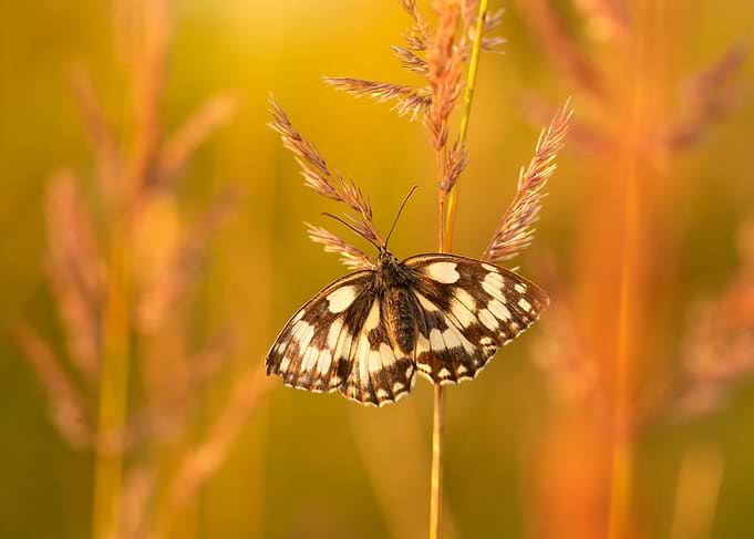 Butterfly on Grass in Golden Light
