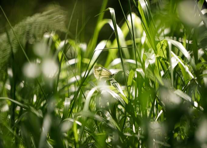 Butterfly in Green Grass