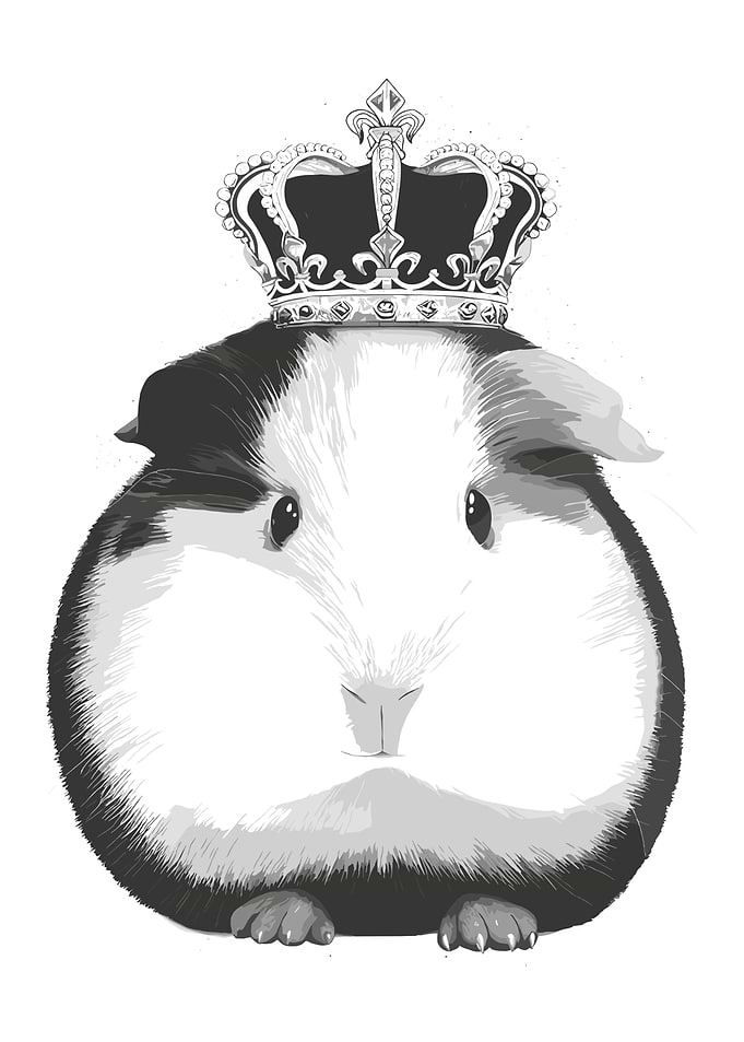 Guinea Pig with Crown Illustration