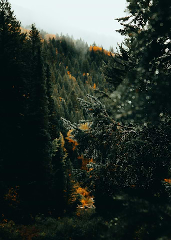 Forest Landscape