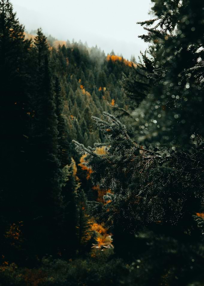 Forest Landscape