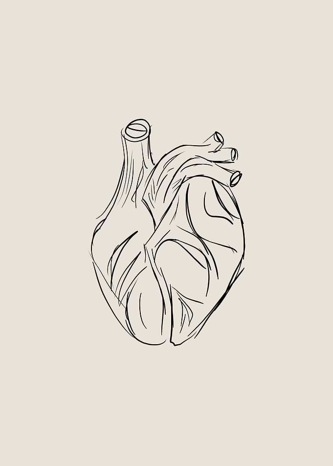 Anatomical Heart Line Art