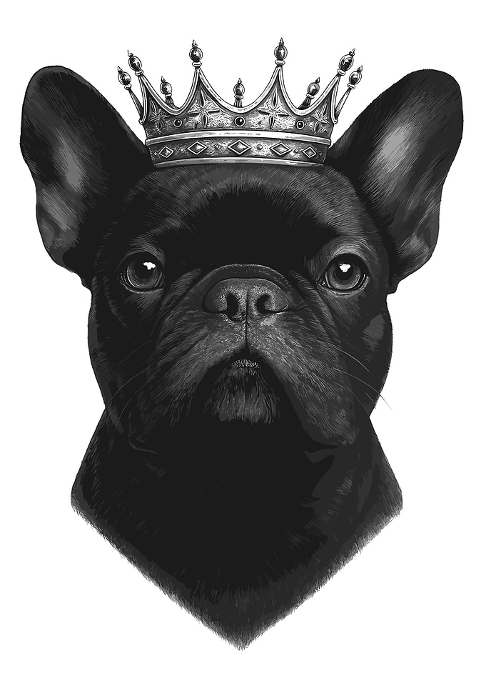 Crowned French Bulldog Portrait