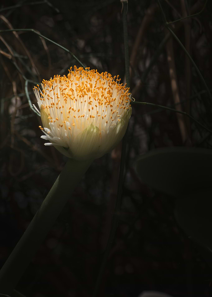 Paintbrush Bloom