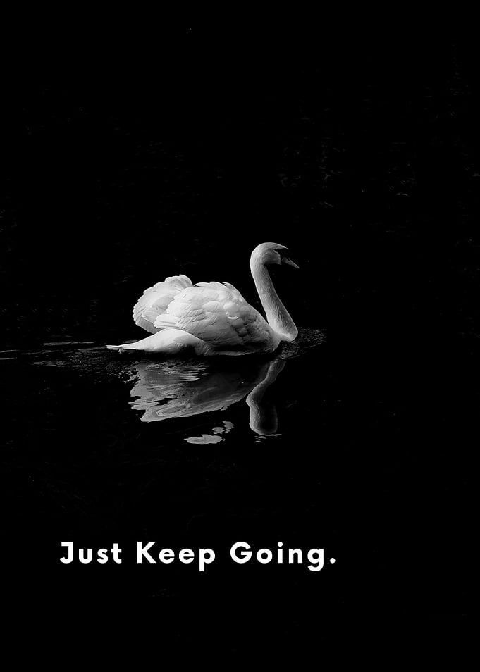 Swan in Black and White