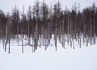 Winter Forest Landscape with Snow
