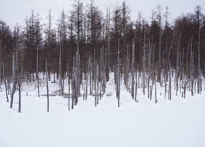 Winter Forest Landscape with Snow