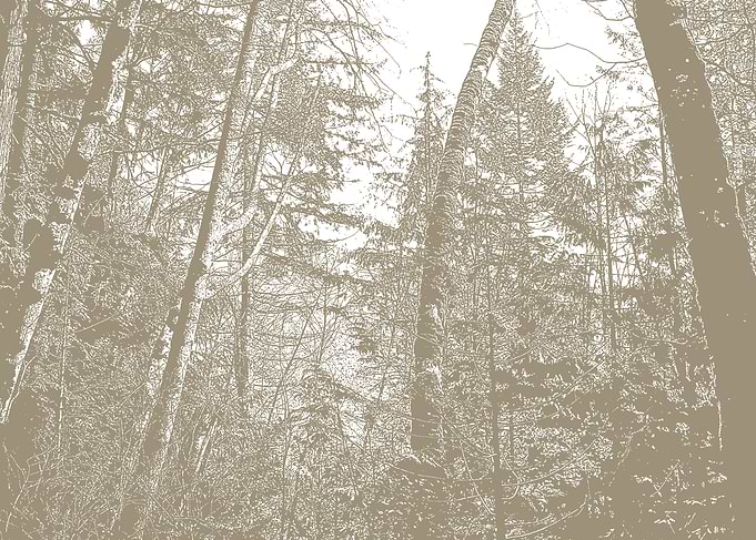 Monochrome Forest Canopy View