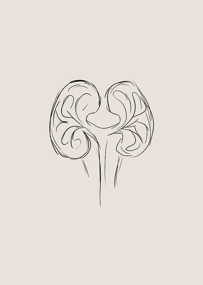 Kidney Line Art