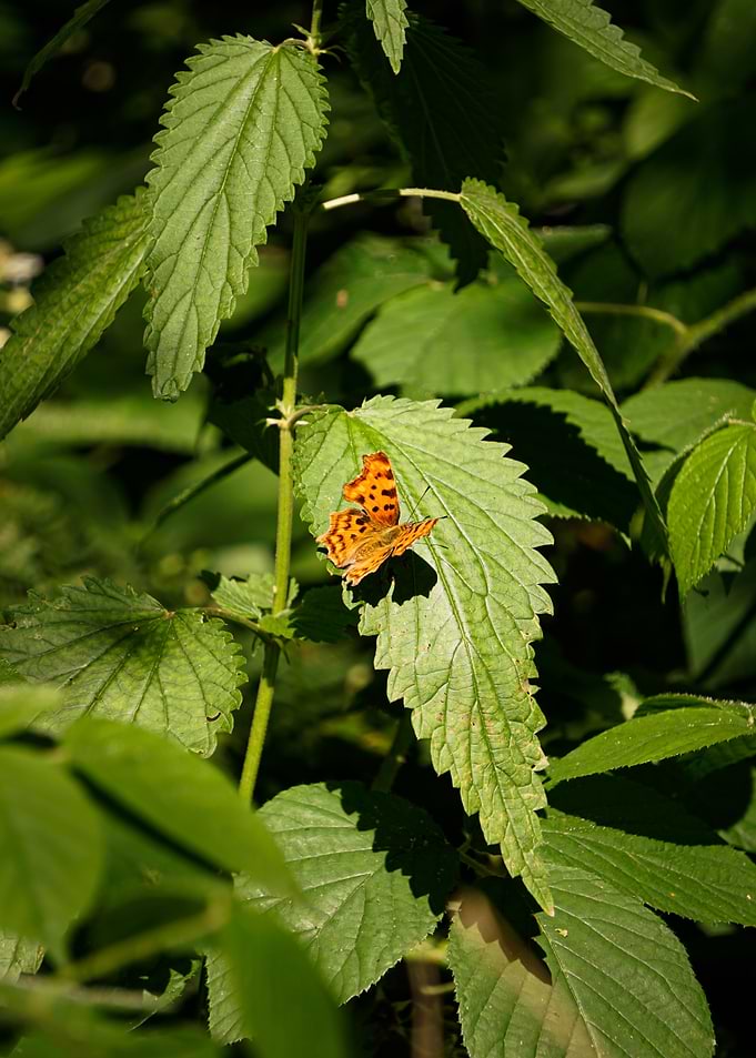Butterfly on Leaf