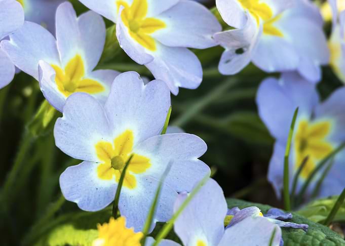 Pale Purple Primrose Flowers (Primula vulgaris) Close-Up