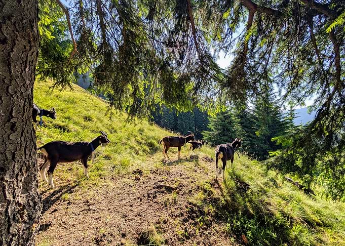 Goats Grazing on a Sunny Hillside