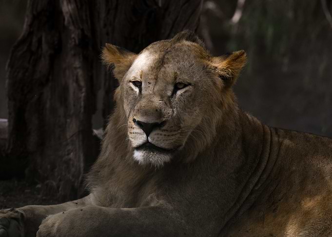 resting king