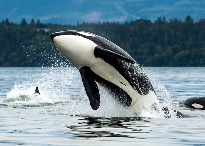 Orca breaching in ocean water