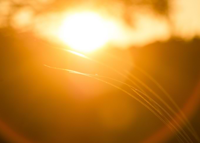 Golden Sunlight Through Grass
