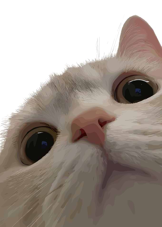 Close-up Cat Portrait