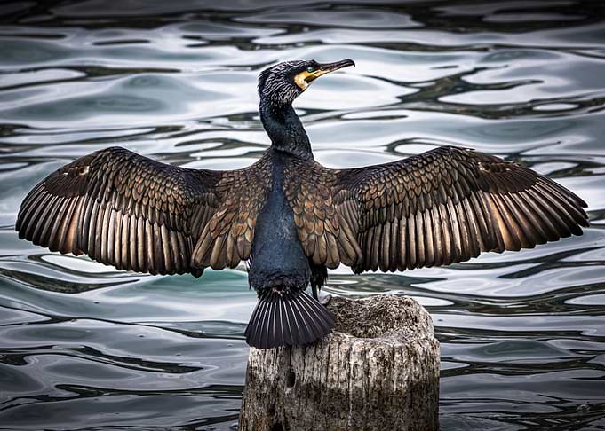 Great Cormorant (Phalacrocorax carbo) Spreading Wings on Wooden Post