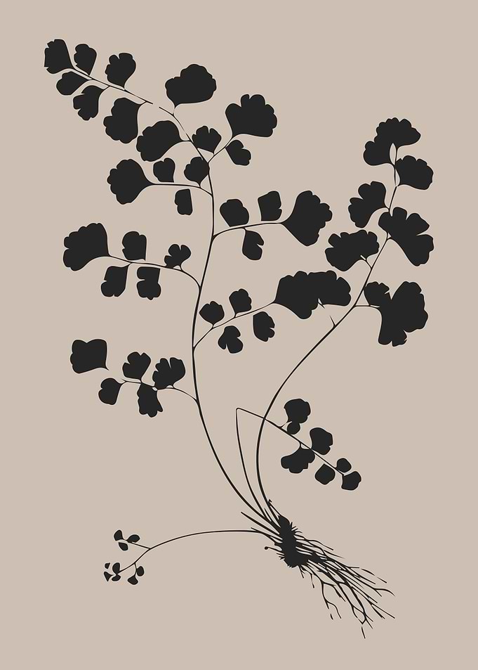 Fern Silhouette on Beige Background