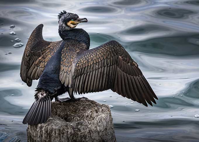Great Cormorant (Phalacrocorax carbo) Spreading Wings on Rock