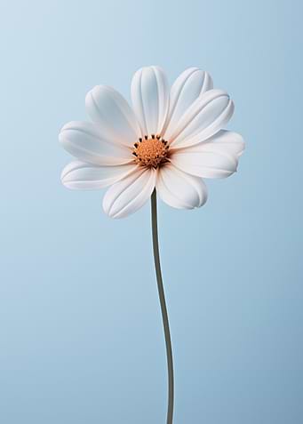 White Chamomile on a blue