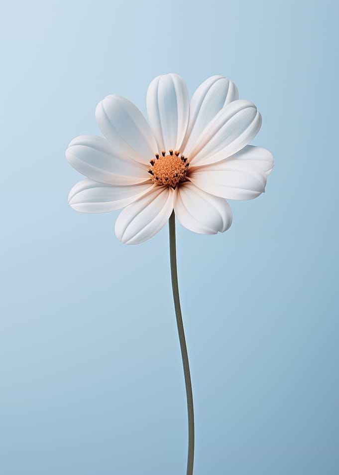 White Chamomile on a blue