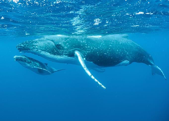 Humpback Whales Underwater