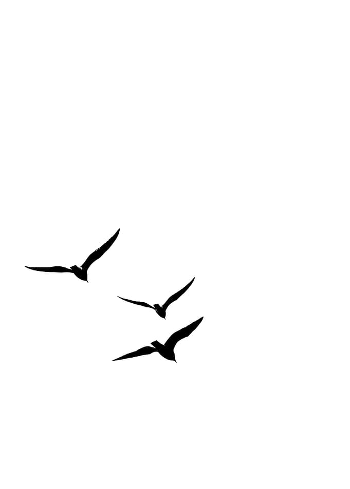 Birds in Flight Silhouette