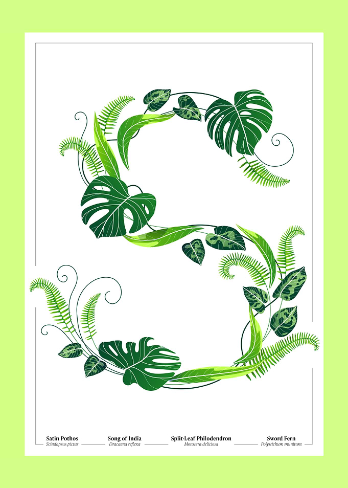Botanical Illustration of the Letter 'S'