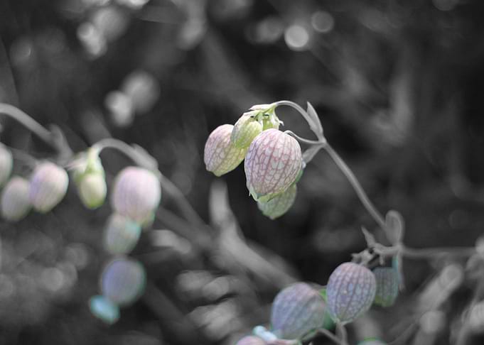Summer Flowers in the woods