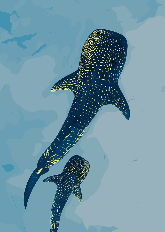 Whale Sharks in Blue Water