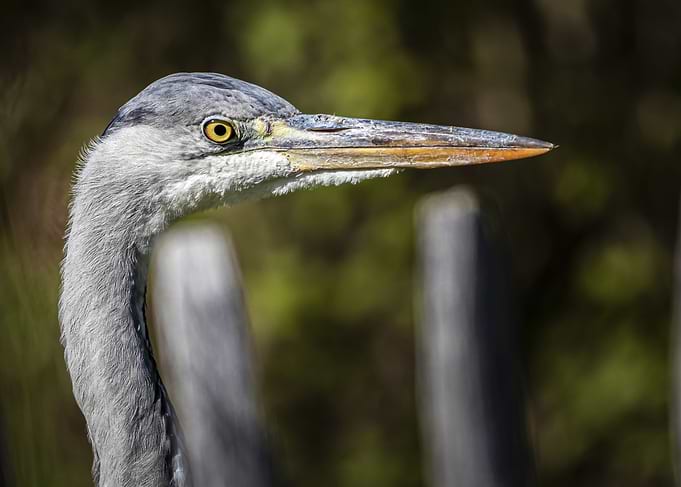 Grey Heron (Ardea cinerea) Portrait