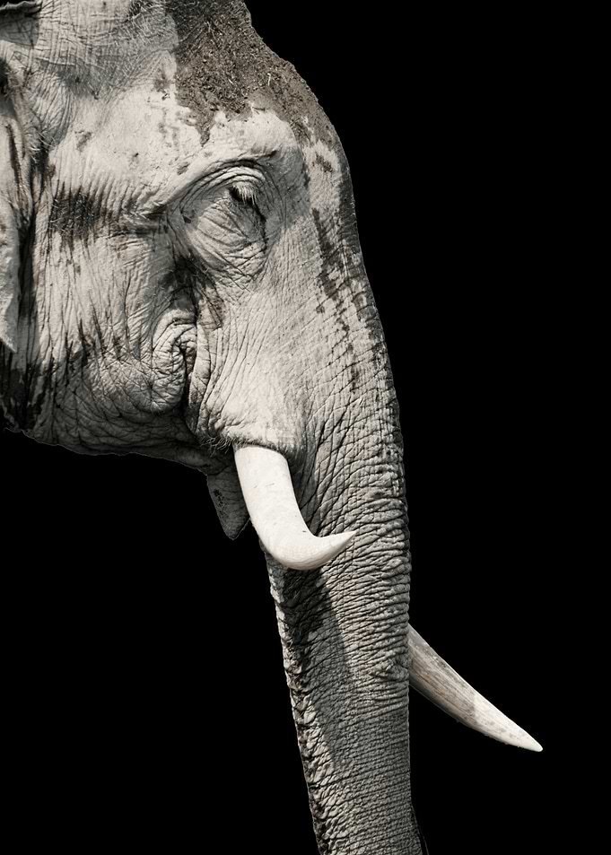Majestic Elephant - Grace and Power Phone