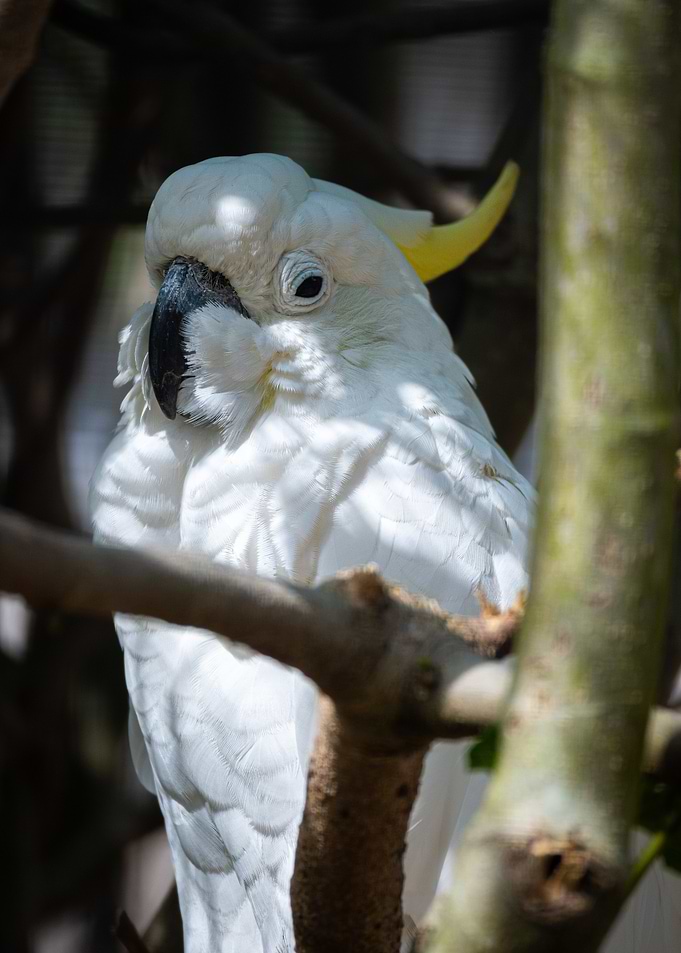 White Cockatoo Portrait