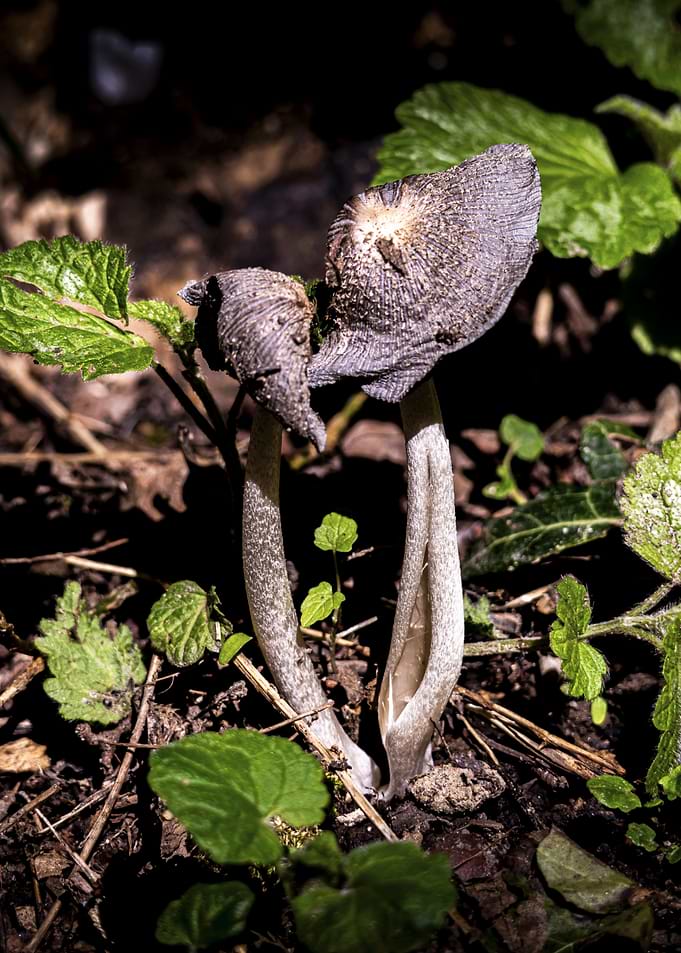 Two Mushrooms in Forest Undergrowth