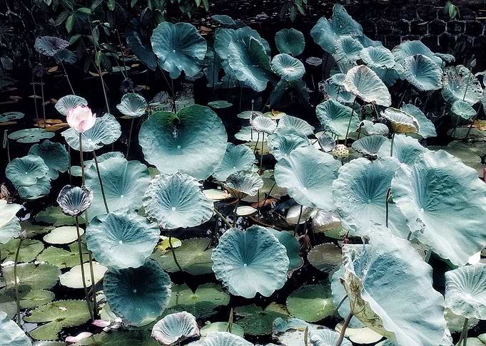 Lotus Pond with Pink Flower