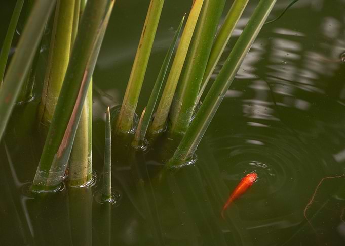 Orange Glimpse