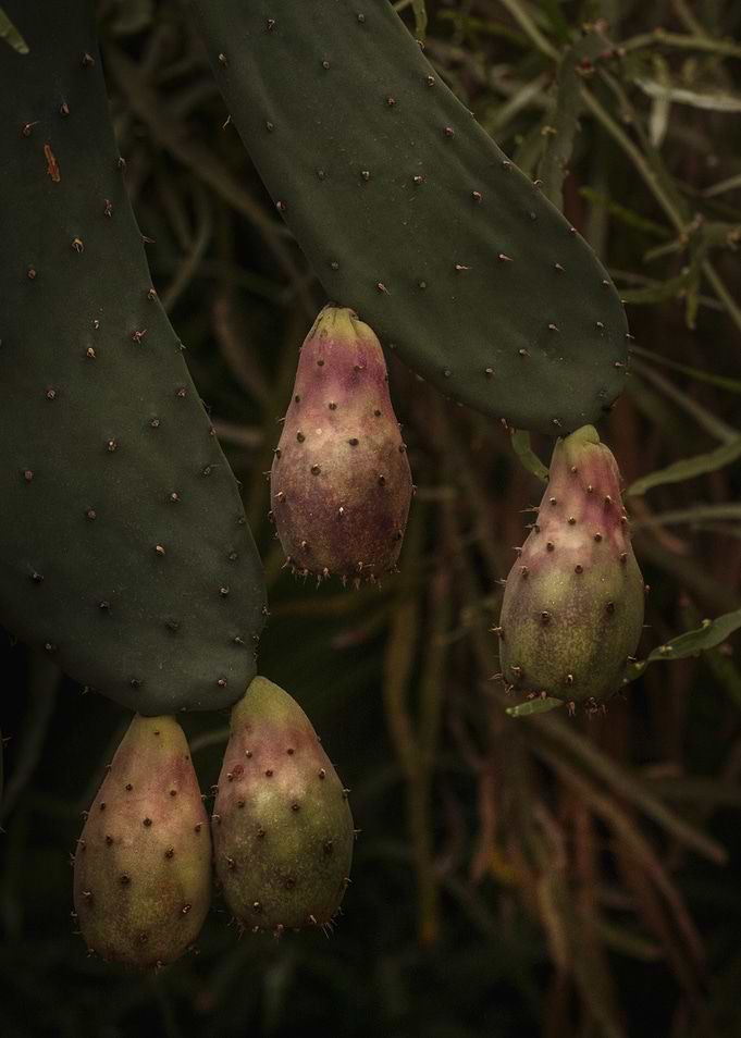 Desert Pears