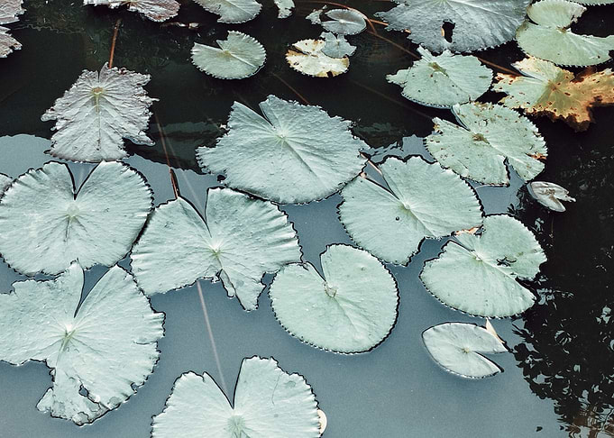 Lily Pads on Water Surface