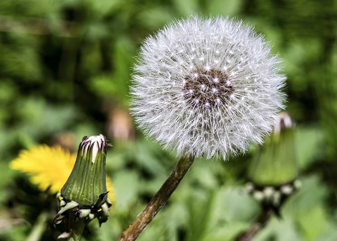 Dandelion Seed Head Close-Up
