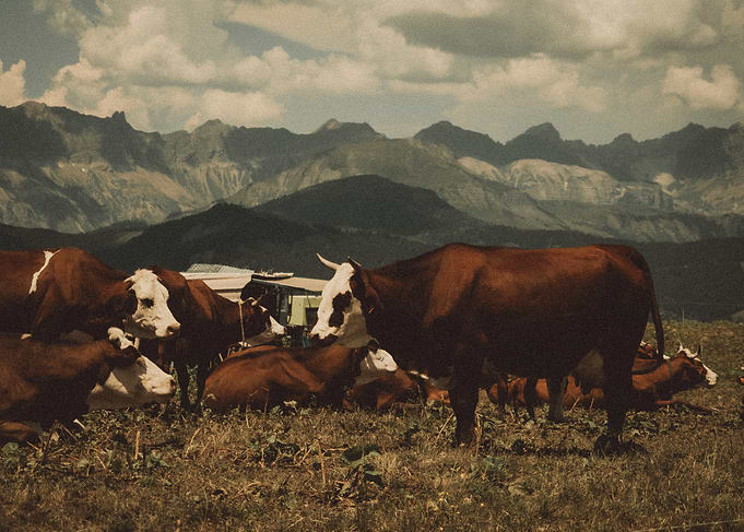 Cows Grazing in Mountain Pasture