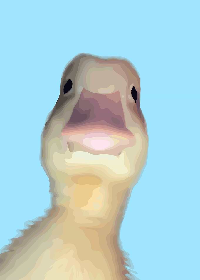 Duck Close-Up on Blue Background