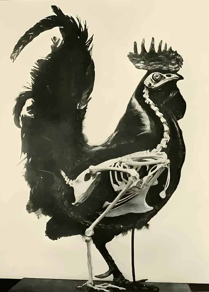 Rooster Anatomy Illustration